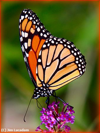 Missing Image: i_0041.jpg - Butterfly