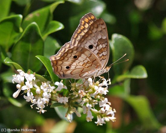 Missing Image: i_0044.jpg - Pollinating