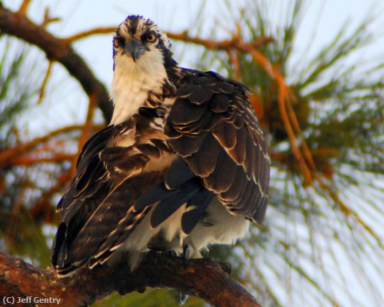 Missing Image: i_0047.jpg - Osprey in Pine