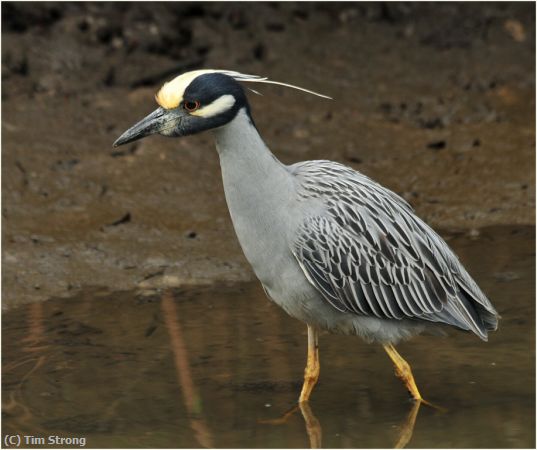 Missing Image: i_0050.jpg - Yellow Crowned Night Heron