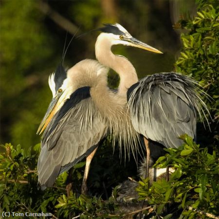 Missing Image: i_0056.jpg - In Full Breeding Plumage