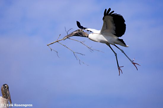 Missing Image: i_0057.jpg - waiting-for-nest-material