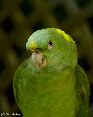 Missing Image: i_0058.jpg - Parrot