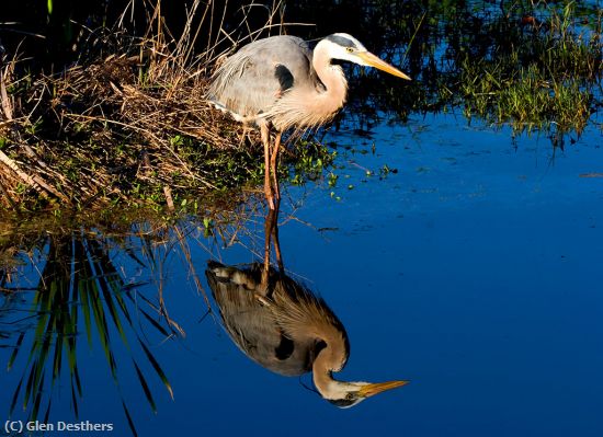 Missing Image: i_0064.jpg - Great Blue Heron