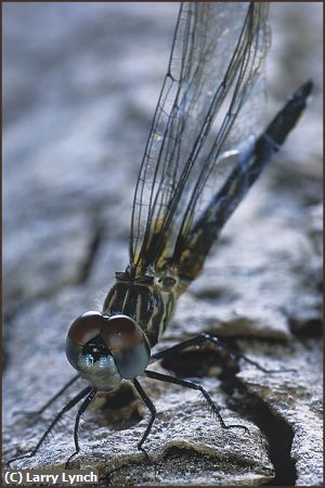 Missing Image: i_0065.jpg - Dragon Fly