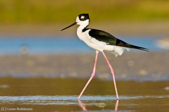 Missing Image: i_0009.jpg - Black-necked Stilt