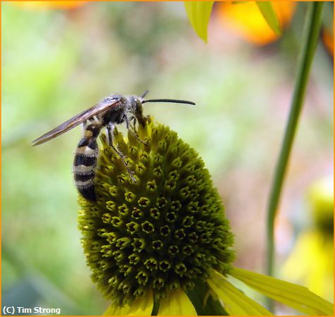 Missing Image: i_0019.jpg - Bee-utiful