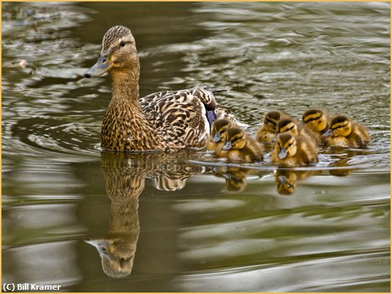 Missing Image: i_0020.jpg - Mallard-With-Chicks