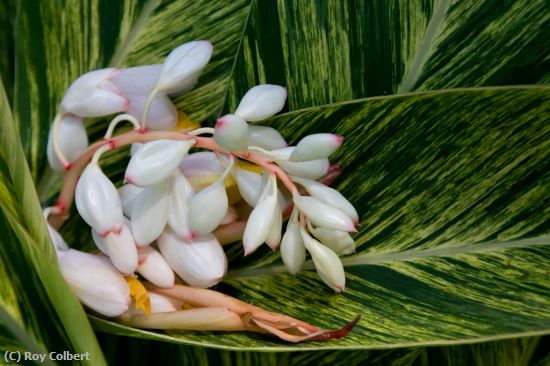 Missing Image: i_0027.jpg - Cradled Buds