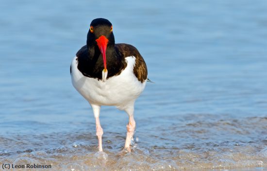 Missing Image: i_0040.jpg - Oyster Catcher