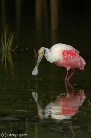 Missing Image: i_0043.jpg - Roseatte Spoonbill