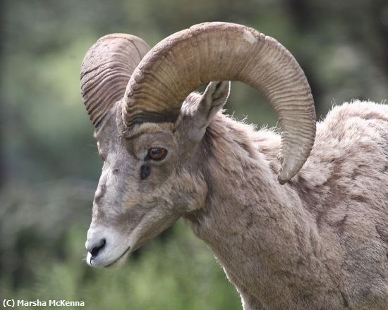 Missing Image: i_0050.jpg - Bighorn Ram