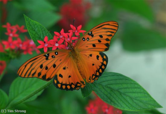 Missing Image: i_0051.jpg - Gulf Fritillary