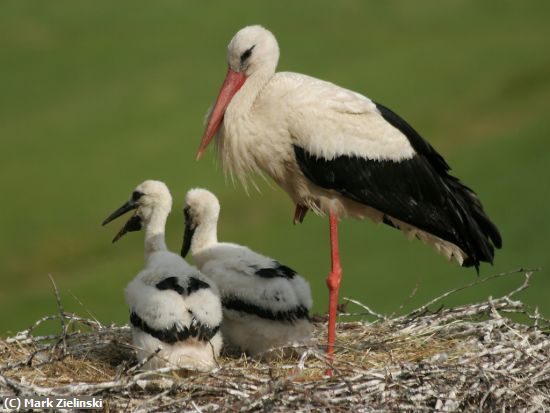 Missing Image: i_0053.jpg - Stork Nest