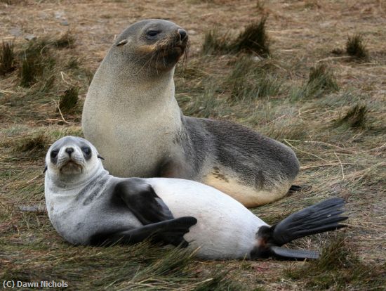 Missing Image: i_0063.jpg - Seal Pair