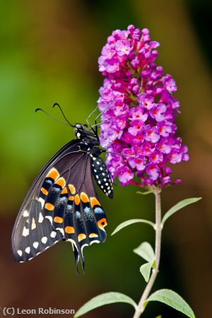 Missing Image: i_0014.jpg - Blk Swallowtail