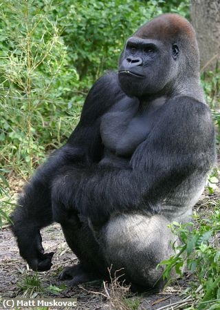 Missing Image: i_0017.jpg - Gorilla