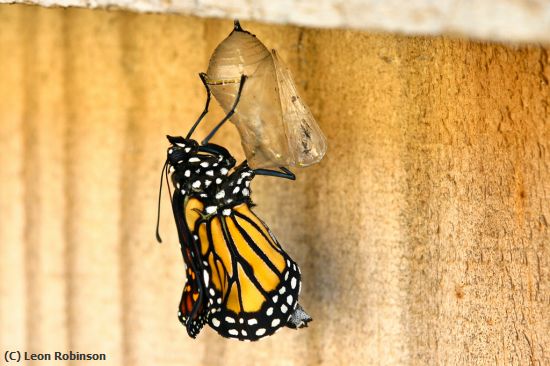 Missing Image: i_0028.jpg - New Monarch