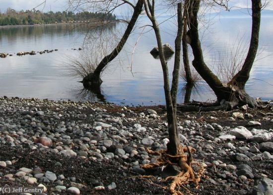 Missing Image: i_0038.jpg - Lake-Villarica-Shore