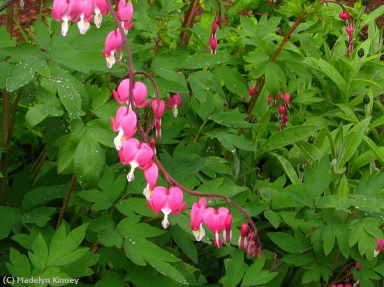 Missing Image: i_0044.jpg - My Bleeding Heart