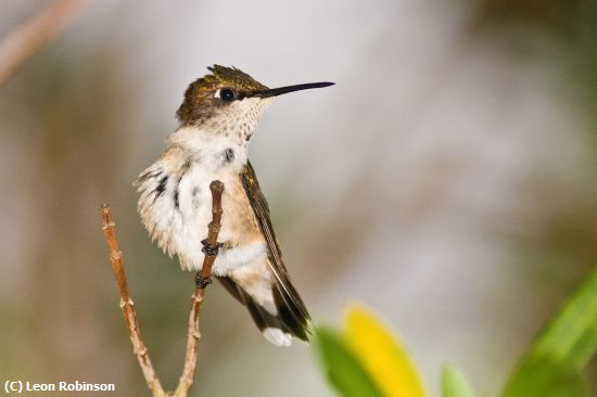 Missing Image: i_0050.jpg - Hummer