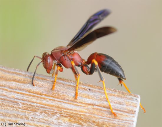 Missing Image: i_0052.jpg - Paper Wasp