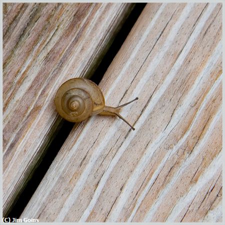 Missing Image: i_0060.jpg - snail