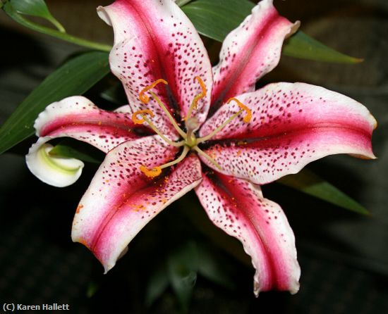 Missing Image: i_0066.jpg - LILY