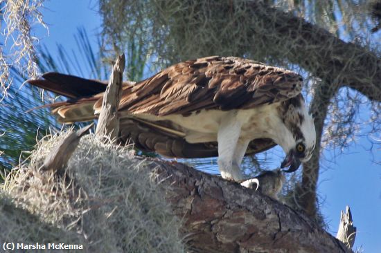 Missing Image: i_0010.jpg - Osprey at Lunch