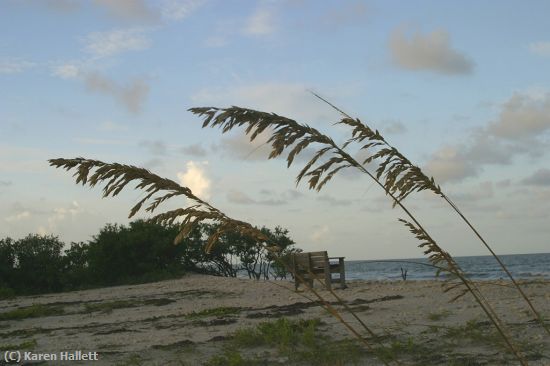 Missing Image: i_0011.jpg - LONELY BEACH