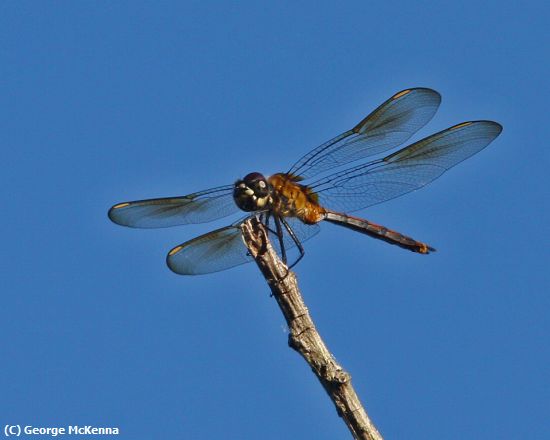 Missing Image: i_0022.jpg - Dragonfly