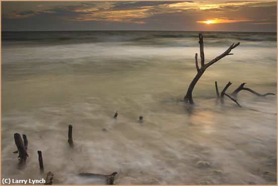 Missing Image: i_0031.jpg - Old Snags at Sunset Honeymoon Island