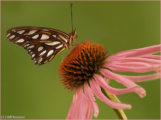 Missing Image: i_0032.jpg - Gulf Fritillary on Cone Flower