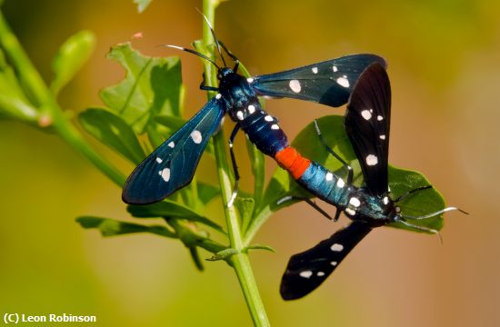 Missing Image: i_0017.jpg - MatingOleanderMoths