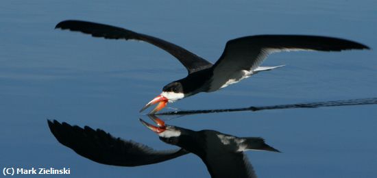 Missing Image: i_0026.jpg - Black Skimmer