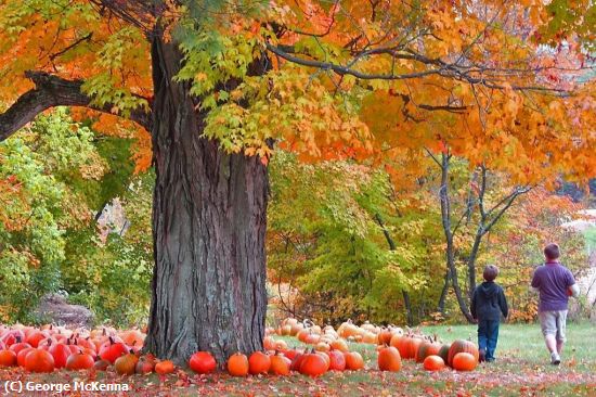 Missing Image: i_0036.jpg - New England Autumn