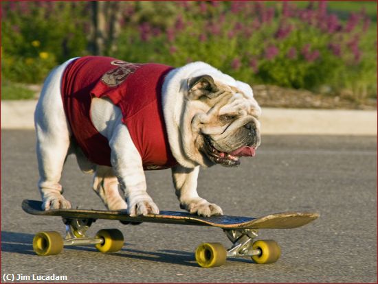 Missing Image: i_0044.jpg - Bo-Bo, The Skateboarding Boxer