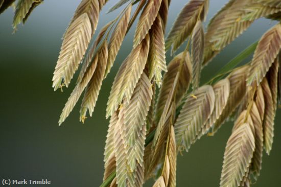 Missing Image: i_0010.jpg - Sea Oats Seeds