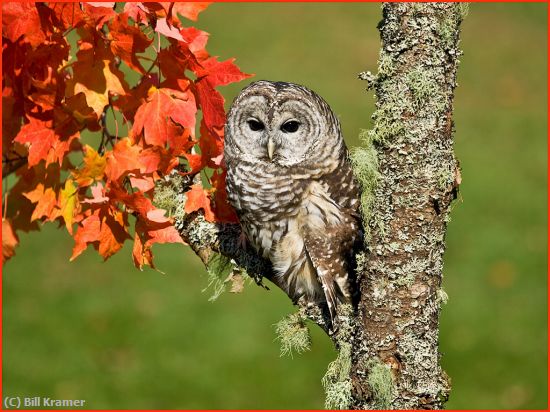 Missing Image: i_0022.jpg - Barred-Owl