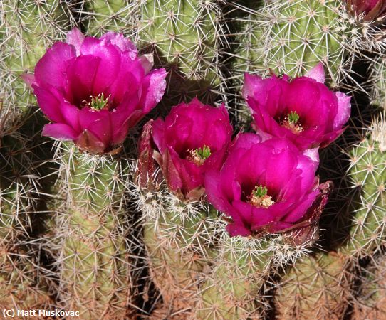 Missing Image: i_0023.jpg - Cactus Blooms