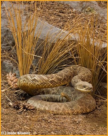 Missing Image: i_0032.jpg - Western Diamondback