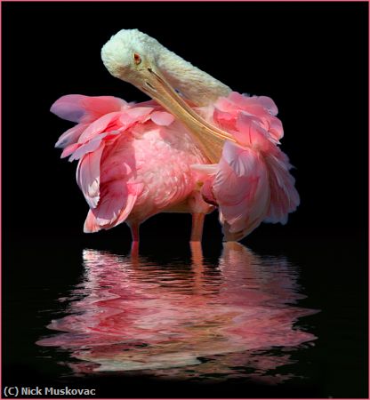 Missing Image: i_0033.jpg - Spoonbill reflection