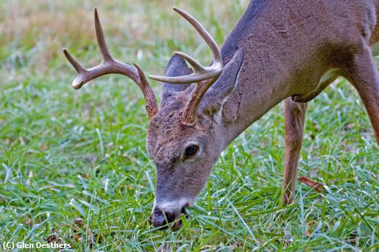 Missing Image: i_0008.jpg - 8PT BUCK,CADS COVE