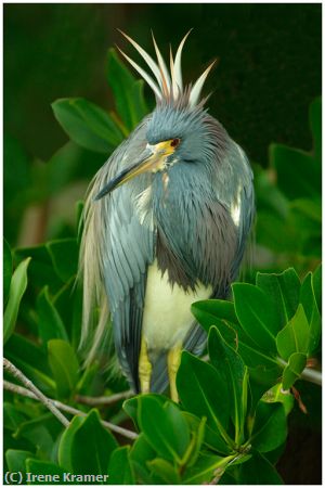 Missing Image: i_0014.jpg - Tri-Colored Heron