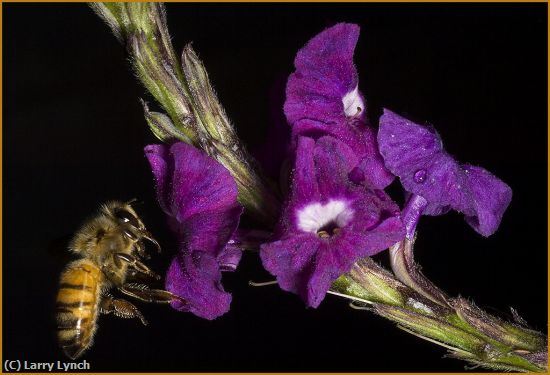 Missing Image: i_0015.jpg - Bee Landing on Porter Weed