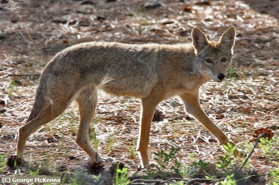Missing Image: i_0020.jpg - Wiley Coyote
