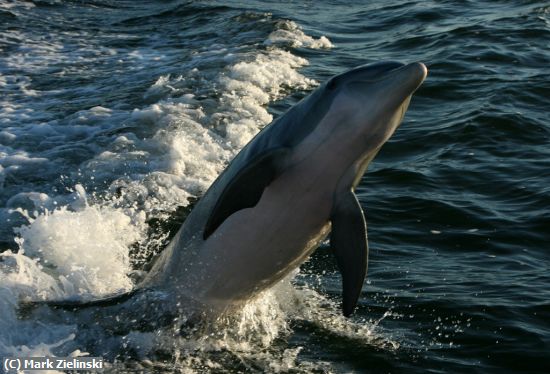 Missing Image: i_0026.jpg - Dolphin Jumping