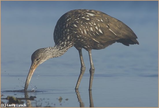 Missing Image: i_0031.jpg - Limpkin Feeding