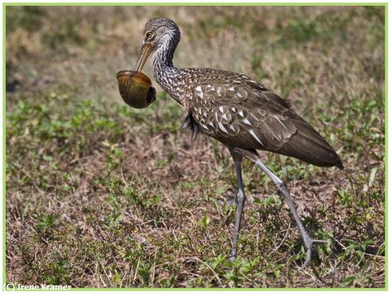 Missing Image: i_0035.jpg - Limpkin with Crab