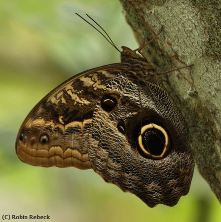 Missing Image: i_0001.jpg - owl butterfly